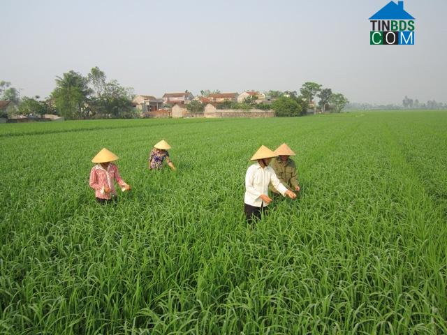 Hình ảnh Định Tân, Thanh Hóa