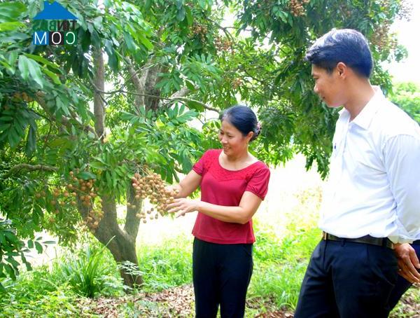 Hình ảnh Thái Bình, Tuyên Quang