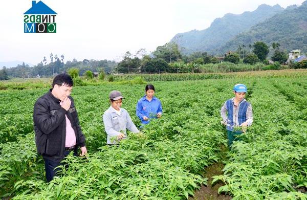 Hình ảnh Yên Nguyên, Tuyên Quang