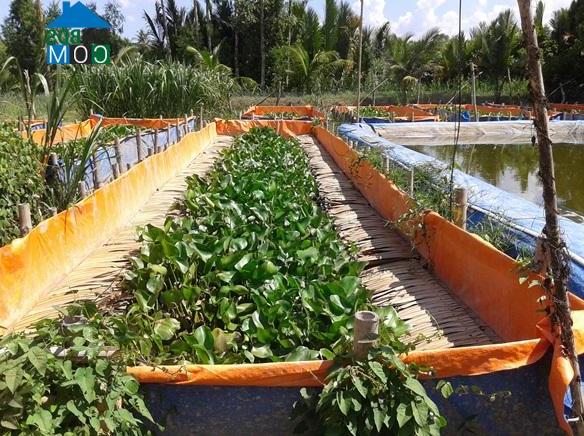 Hình ảnh Cái Vồn, Vĩnh Long