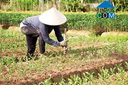 Hình ảnh Chợ Lách, Vĩnh Long