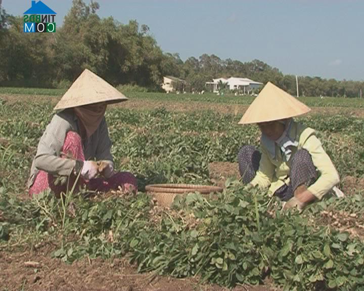 Hình ảnh Mỹ Long, Vĩnh Long