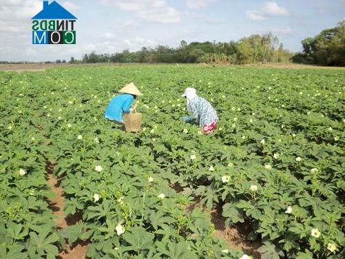 Hình ảnh Ngũ Lạc, Vĩnh Long