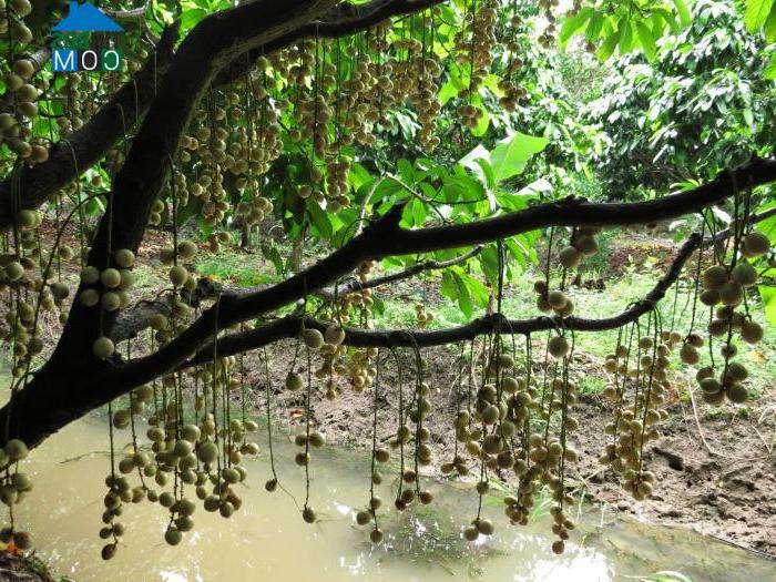 Hình ảnh An Bình, Cần Thơ