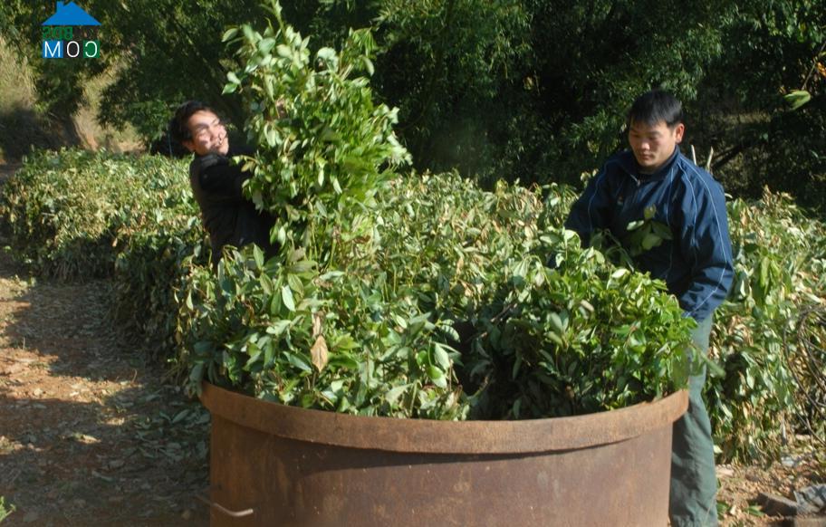 Hình ảnh Cốc Pàng, Cao Bằng