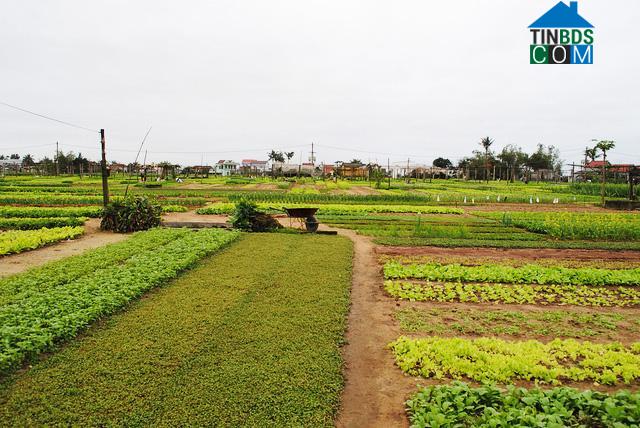 Hình ảnh Hội An Tây, Đà Nẵng