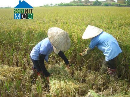 Hình ảnh Tứ Kỳ, Hải Phòng