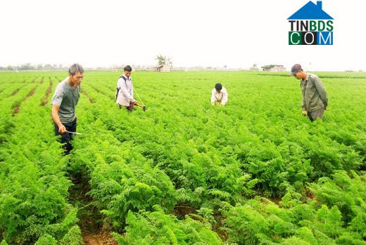 Hình ảnh Tuệ Tĩnh, Hải Phòng