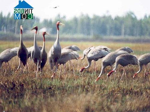 Hình ảnh U Minh Thượng, An Giang