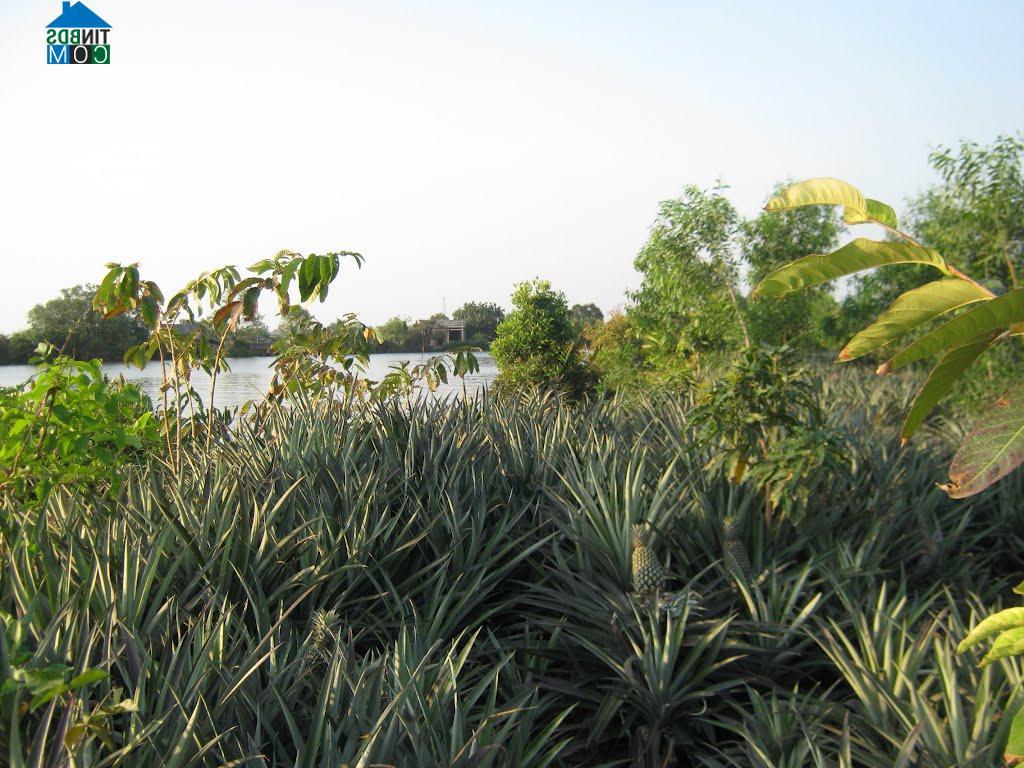 Hình ảnh Vĩnh Phong, An Giang