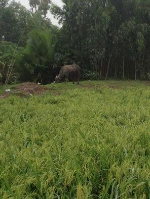 Hình ảnh Vĩnh Tuy, An Giang