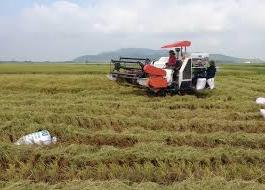 Hình ảnh Tân An, Bắc Ninh