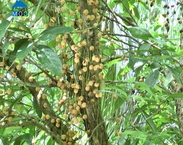 Hình ảnh Biển Bạch, Cà Mau