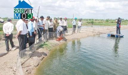 Hình ảnh Đầm Dơi, Cà Mau