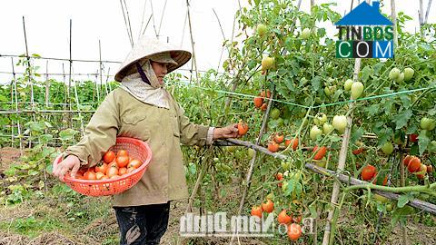 Hình ảnh Hải Thịnh, Ninh Bình