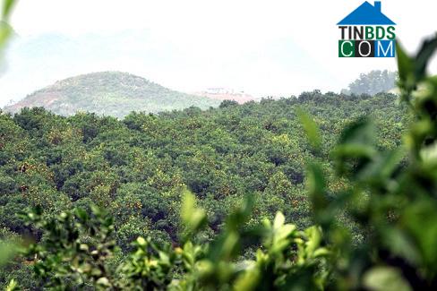 Hình ảnh Cao Phong, Phú Thọ