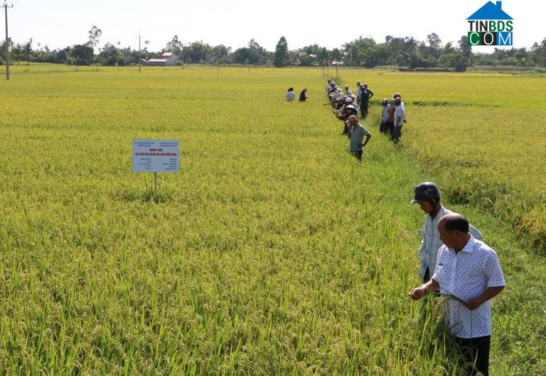 Hình ảnh An Phú, Quảng Ngãi