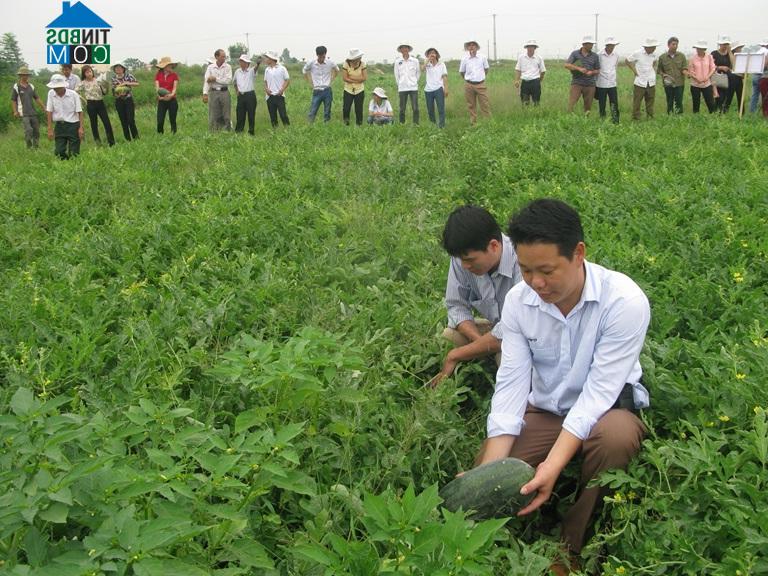 Hình ảnh Vĩnh Tường, Phú Thọ