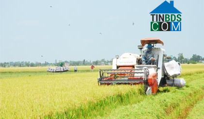 Hình ảnh Hậu Mỹ, Đồng Tháp