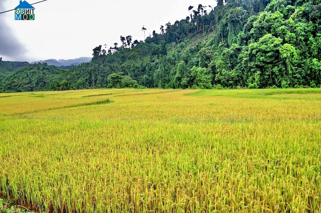 Hình ảnh An Lão, Gia Lai