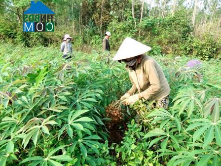 Hình ảnh Bình Dương, Gia Lai