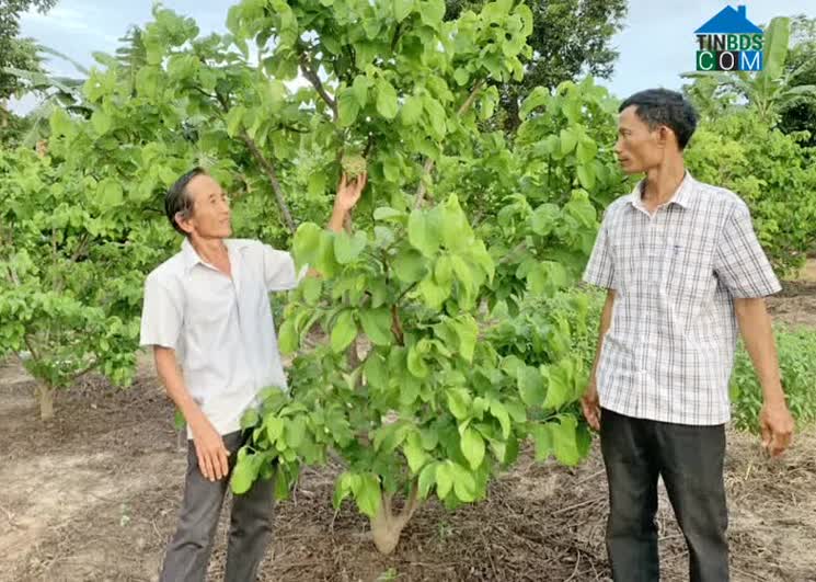 Hình ảnh Phú Túc, Gia Lai