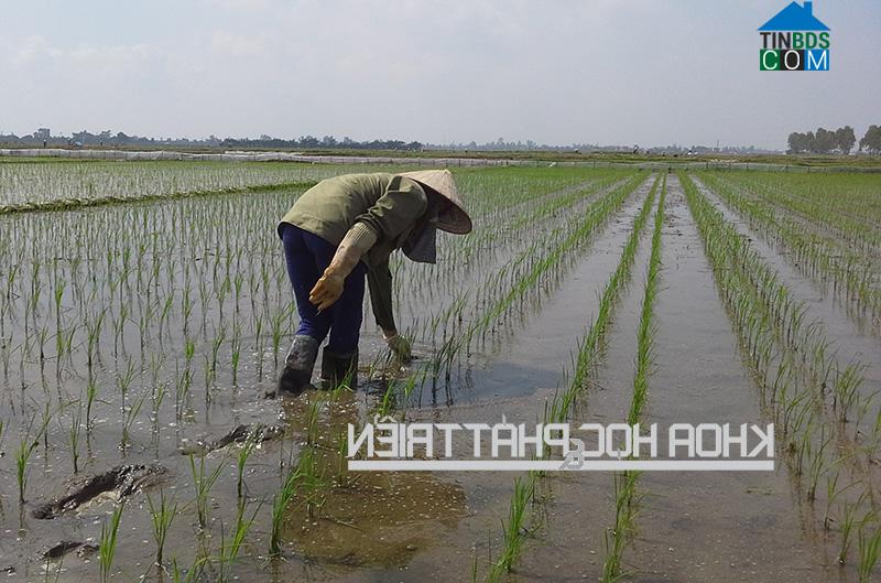 Hình ảnh Bắc Tiên Hưng, Hưng Yên