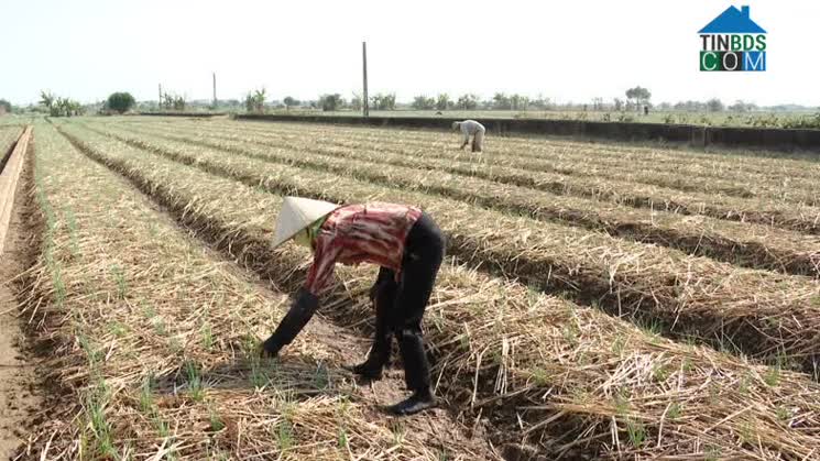 Hình ảnh Đông Thụy Anh, Hưng Yên