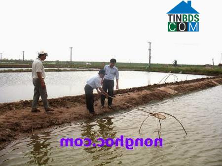 Hình ảnh Nam Cường, Hưng Yên