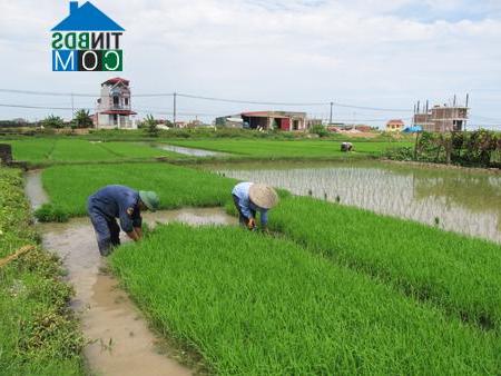 Hình ảnh Quang Hưng, Hưng Yên