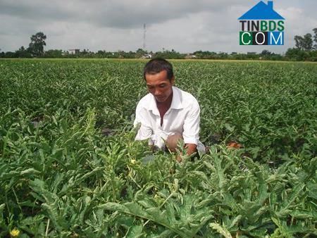 Hình ảnh Thụy Anh, Hưng Yên