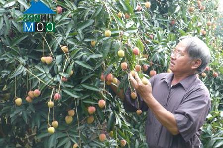 Hình ảnh Tống Trân, Hưng Yên