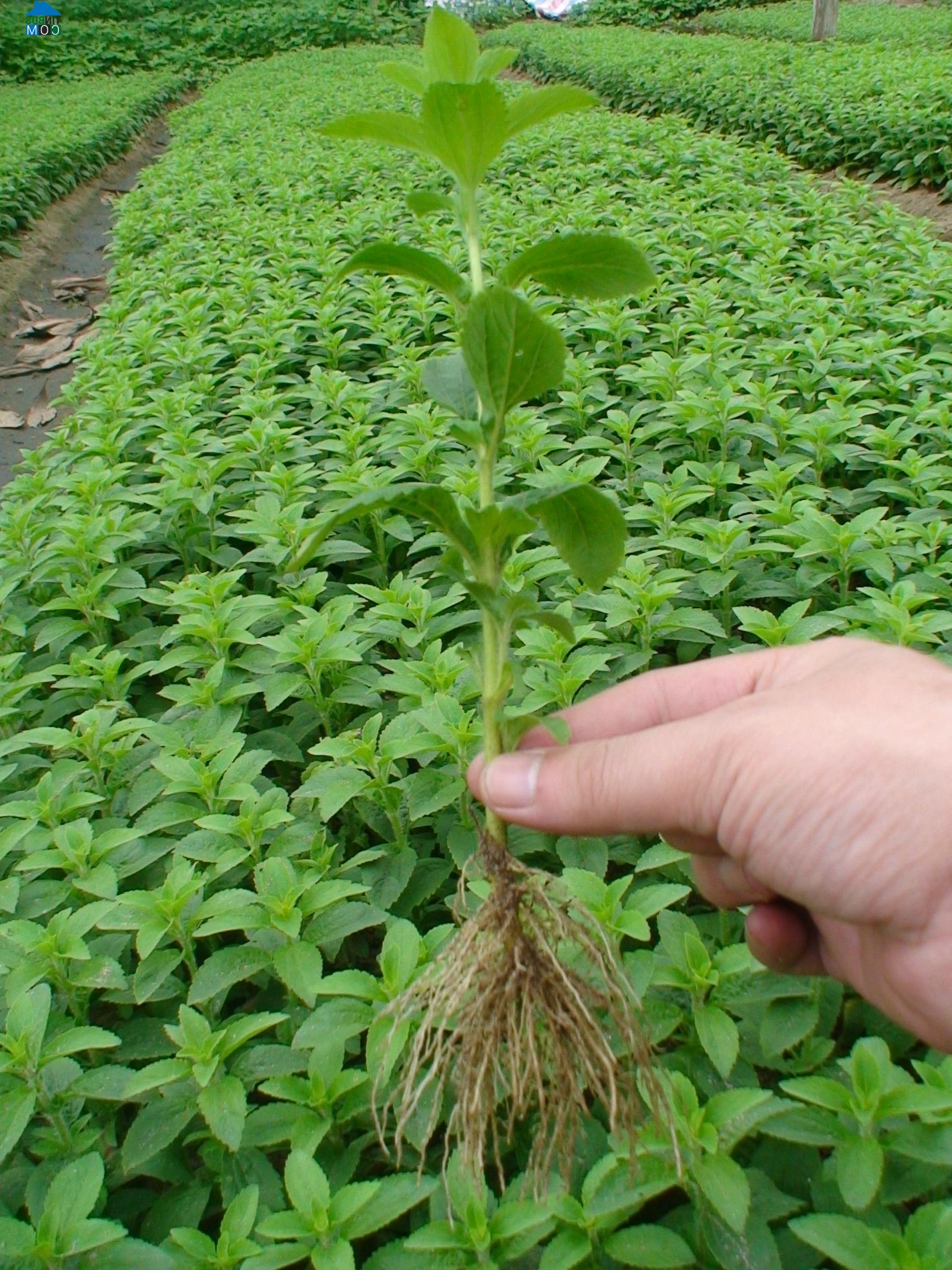 Hình ảnh Triệu Việt Vương, Hưng Yên