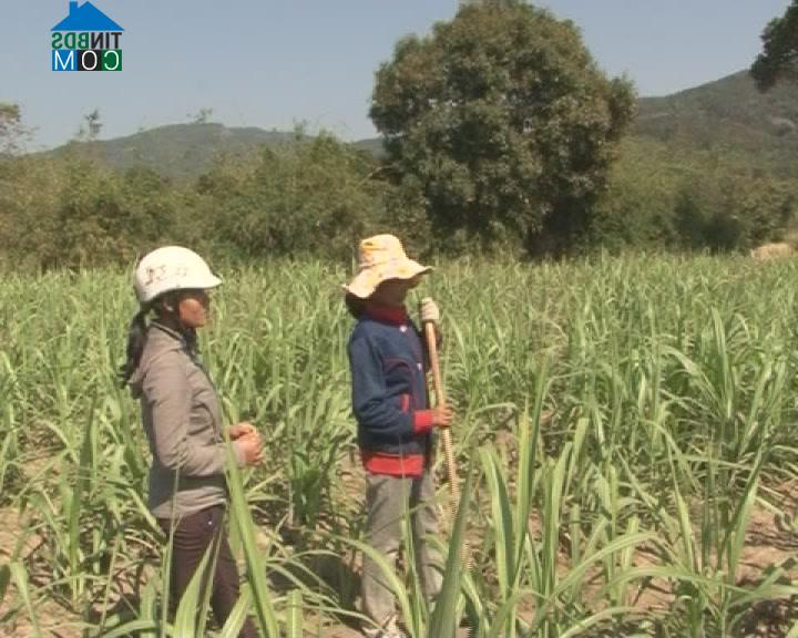 Hình ảnh Đông Khánh Sơn, Khánh Hòa