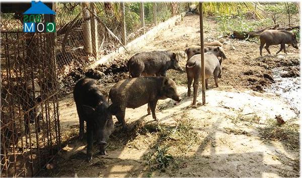 Hình ảnh Tây Nha Trang, Khánh Hòa
