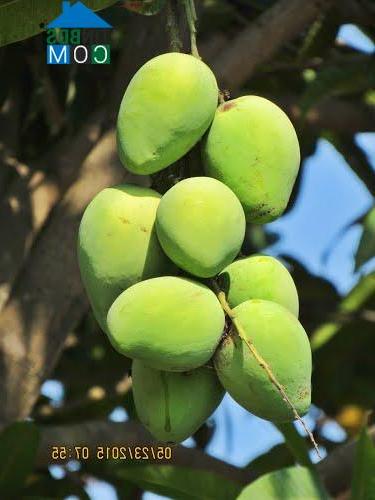 Hình ảnh Tu Bông, Khánh Hòa