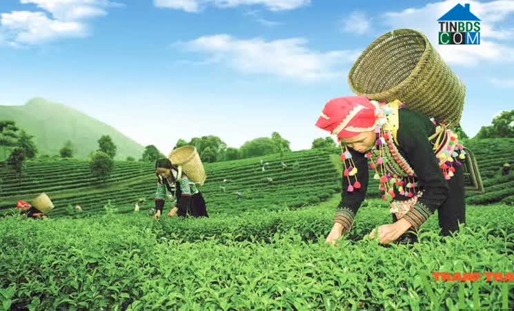 Hình ảnh Bản Bo, Lai Châu