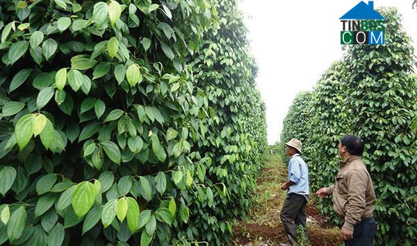 Hình ảnh Tân Hà Lâm Hà, Lâm Đồng