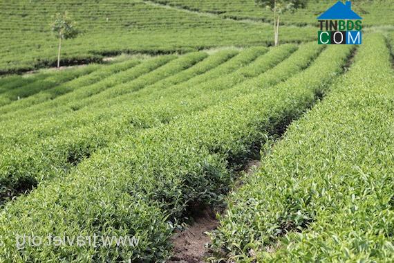 Hình ảnh 2 Bảo Lộc, Lâm Đồng