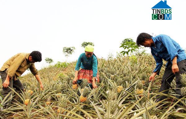 Hình ảnh Bản Lầu, Lào Cai