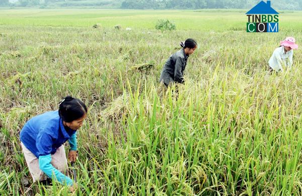 Hình ảnh Khánh Yên, Lào Cai