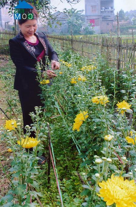 Hình ảnh Mường Lai, Lào Cai