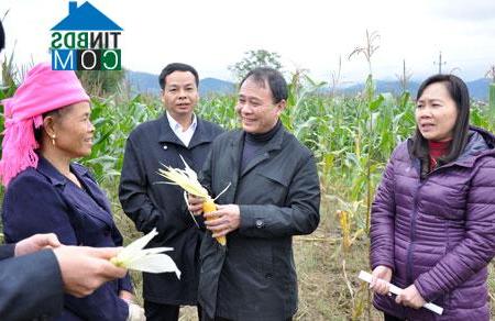 Hình ảnh Trung Tâm, Lào Cai