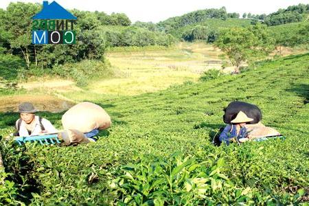 Hình ảnh Yên Bình, Lào Cai