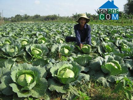 Hình ảnh Long Phụng, Quảng Ngãi