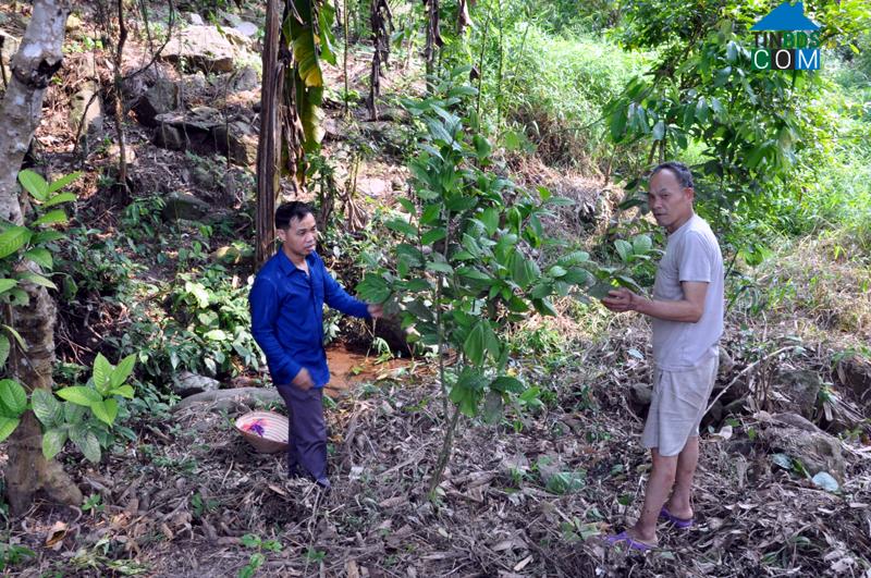 Hình ảnh Hoành Bồ, Quảng Ninh