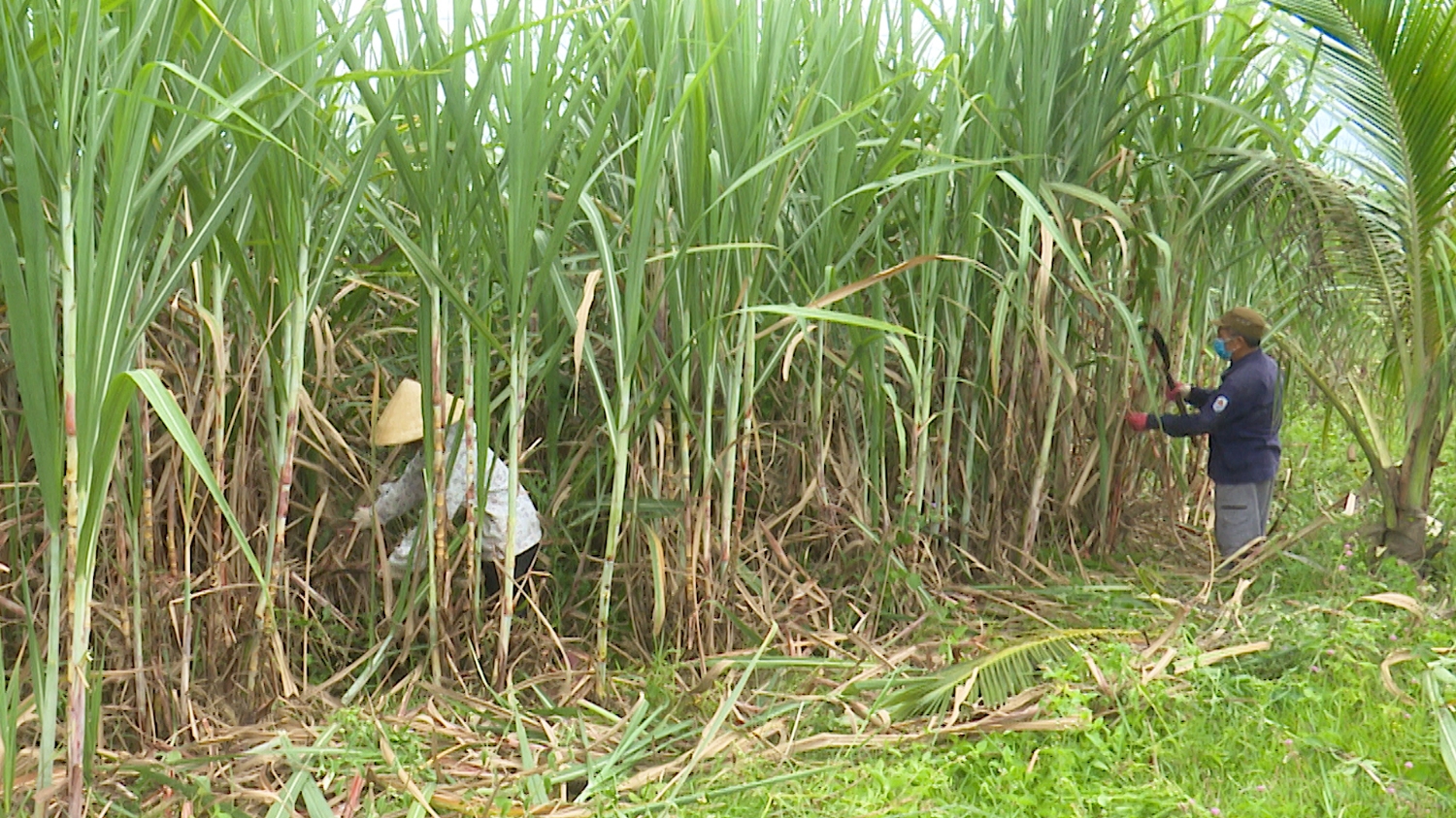 Hình ảnh Nam Ba Đồn, Quảng Trị