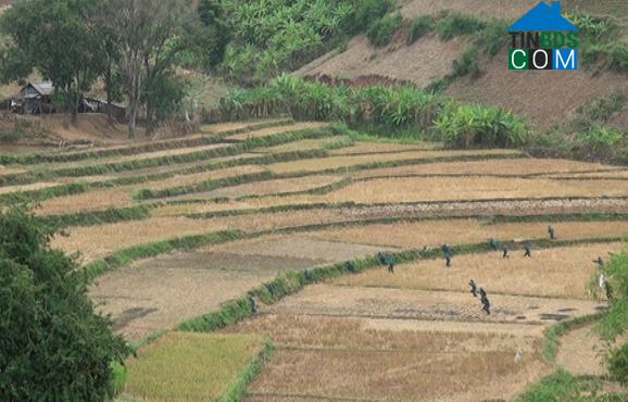 Hình ảnh Yên Châu, Sơn La