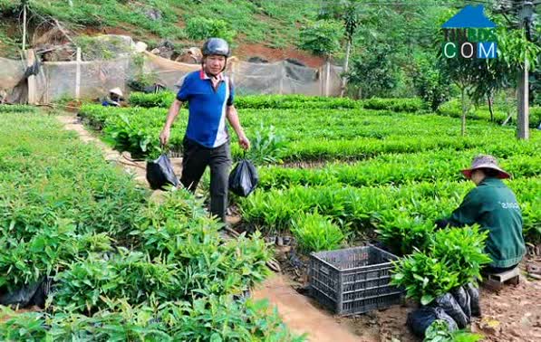 Hình ảnh Sốp Cộp, Sơn La