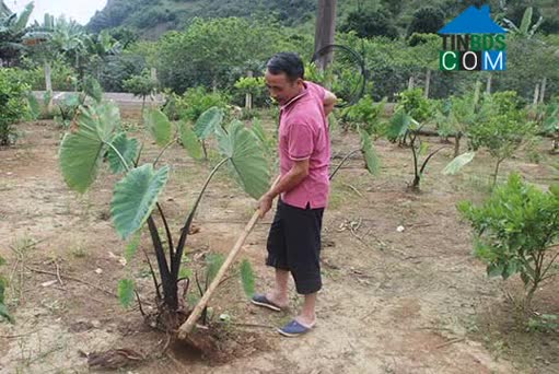 Hình ảnh Muổi Nọi, Sơn La